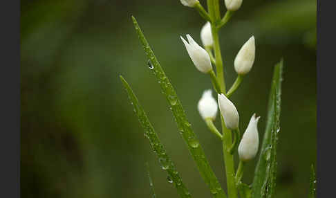 Schwertblättriges Waldvögelein (Cephalanthera longifolia)