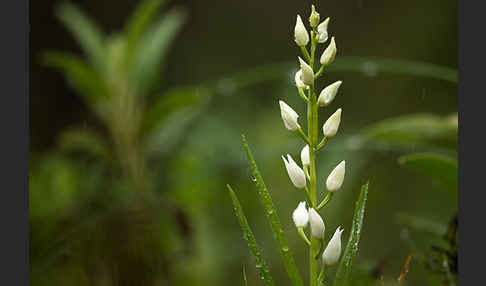 Schwertblättriges Waldvögelein (Cephalanthera longifolia)