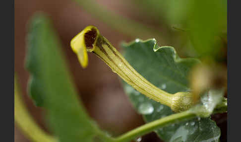 Wenignervige Osterluzei (Aristolochia paucinervis)