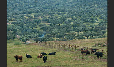 Spanisches Kampfrind (Bos taurus)