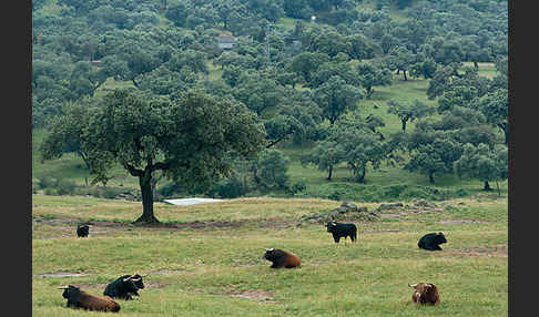 Spanisches Kampfrind (Bos taurus)