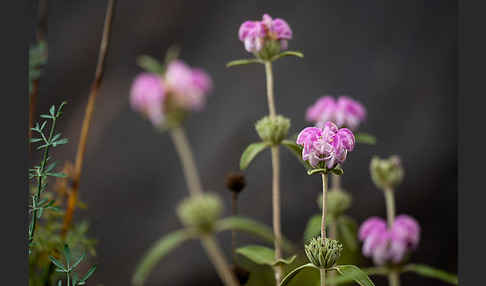 Violetter Brandsalbei (Phlomis purpurea)