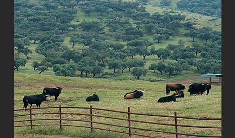 Spanisches Kampfrind (Bos taurus)