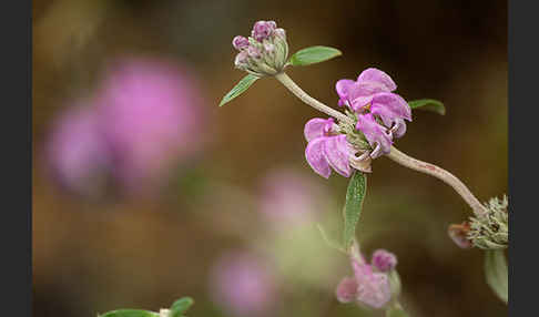 Violetter Brandsalbei (Phlomis purpurea)