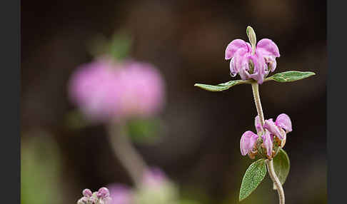 Violetter Brandsalbei (Phlomis purpurea)