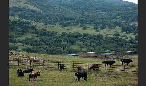 Spanisches Kampfrind (Bos taurus)