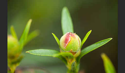 Lack-Zistrose (Cistus ladanifer)