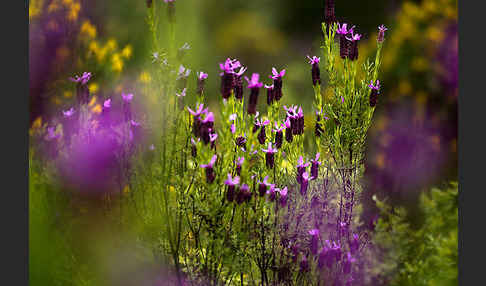 Schopf-Lavendel (Lavandula stoechas)