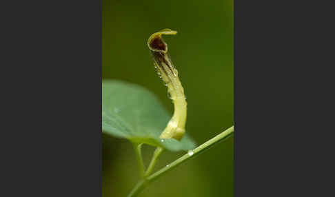 Wenignervige Osterluzei (Aristolochia paucinervis)