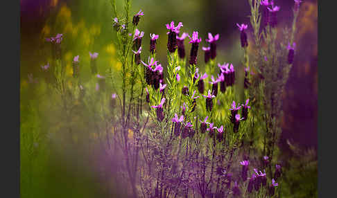 Schopf-Lavendel (Lavandula stoechas)