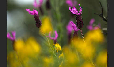 Schopf-Lavendel (Lavandula stoechas)