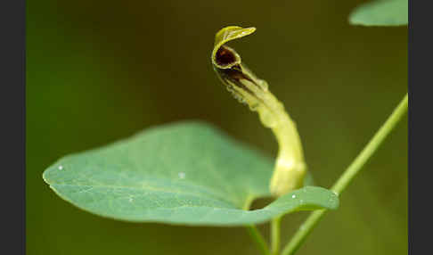 Wenignervige Osterluzei (Aristolochia paucinervis)