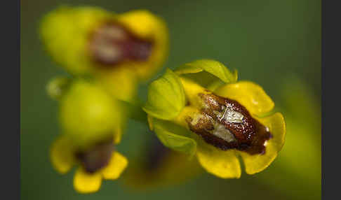 Gelbe Ragwurz (Ophrys lutea)