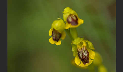 Gelbe Ragwurz (Ophrys lutea)