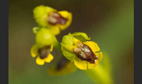 Gelbe Ragwurz (Ophrys lutea)