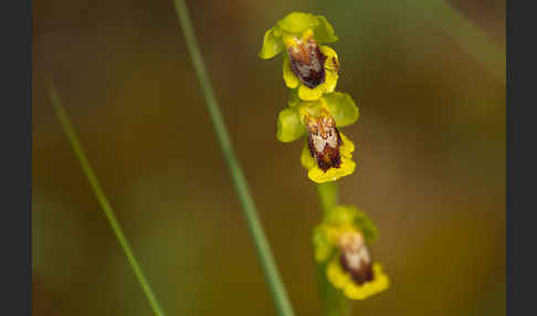 Gelbe Ragwurz (Ophrys lutea)