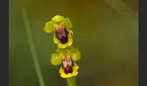 Gelbe Ragwurz (Ophrys lutea)