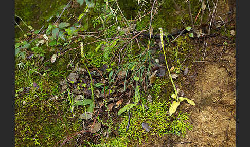 Gefleckte Waldwurz (Neottinea maculata)