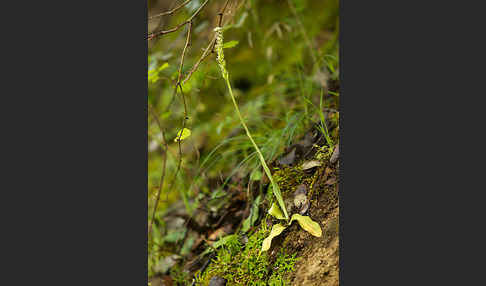 Gefleckte Waldwurz (Neottinea maculata)