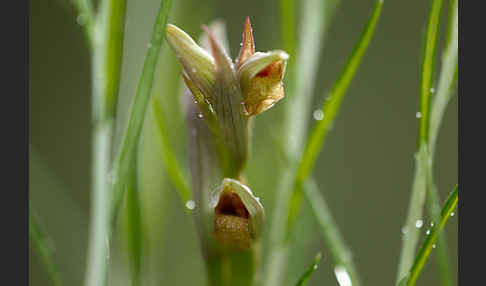 Kleinblütiger Zungenstendel (Serapias parviflora)