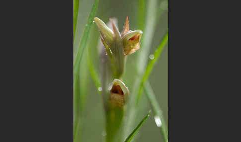 Kleinblütiger Zungenstendel (Serapias parviflora)