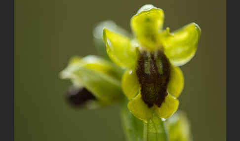 Gelbe Ragwurz (Ophrys lutea)