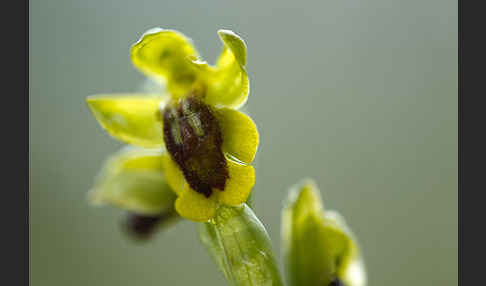 Gelbe Ragwurz (Ophrys lutea)