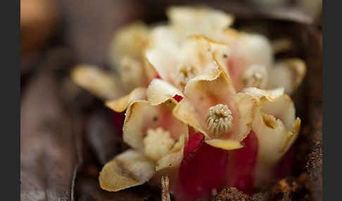 Roter Zistrosenwürger (Cytinus ruber)