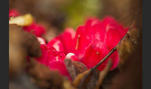 Roter Zistrosenwürger (Cytinus ruber)