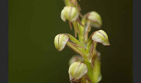 Ohnhorn (Aceras anthropophorum)