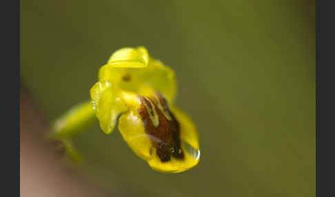 Gelbe Ragwurz (Ophrys lutea)