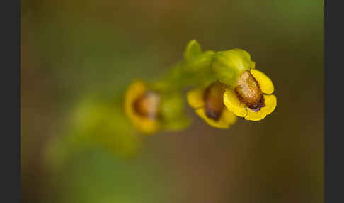 Gelbe Ragwurz (Ophrys lutea)