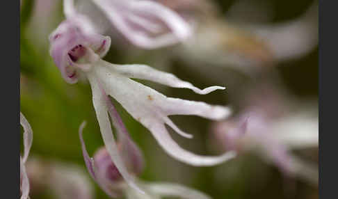 Italienisches Knabenkraut (Orchis italica)