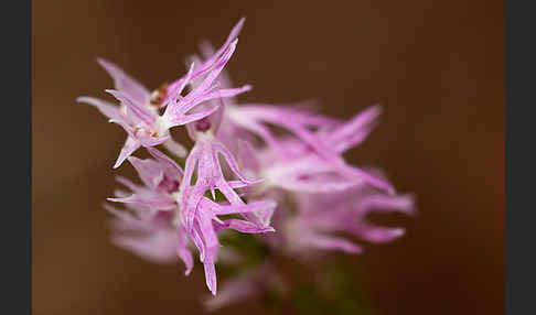 Italienisches Knabenkraut (Orchis italica)