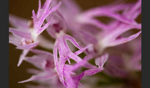 Italienisches Knabenkraut (Orchis italica)