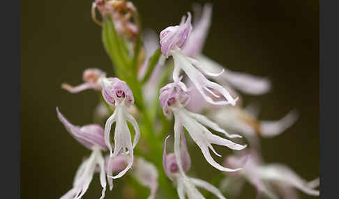 Italienisches Knabenkraut (Orchis italica)