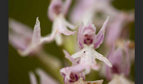 Italienisches Knabenkraut (Orchis italica)