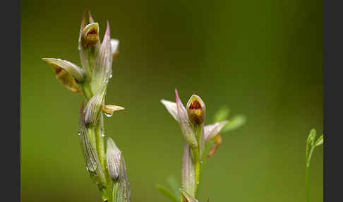 Kleinblütiger Zungenstendel (Serapias parviflora)