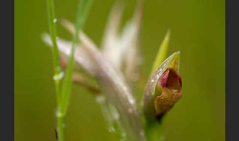 Kleinblütiger Zungenstendel (Serapias parviflora)