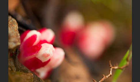 Roter Zistrosenwürger (Cytinus ruber)