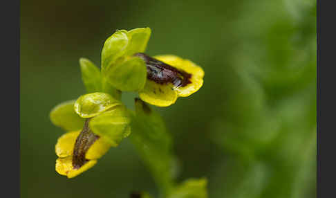 Gelbe Ragwurz (Ophrys lutea)