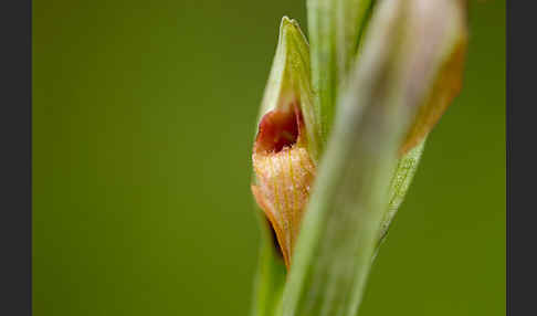 Kleinblütiger Zungenstendel (Serapias parviflora)