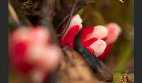 Roter Zistrosenwürger (Cytinus ruber)