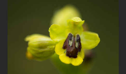 Gelbe Ragwurz (Ophrys lutea)