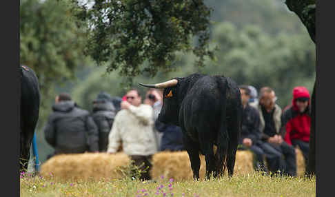 Spanisches Kampfrind (Bos taurus)