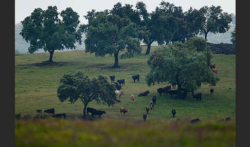 Spanisches Kampfrind (Bos taurus)