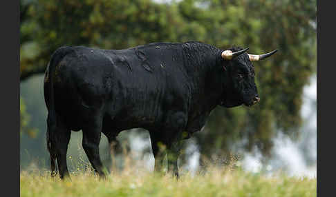 Spanisches Kampfrind (Bos taurus)