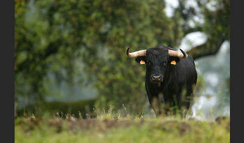 Spanisches Kampfrind (Bos taurus)