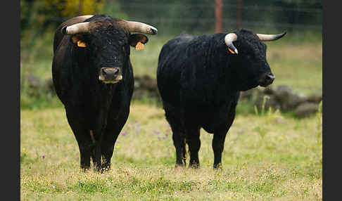 Spanisches Kampfrind (Bos taurus)