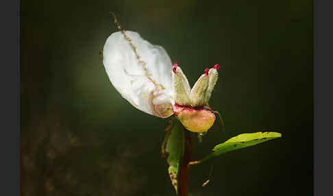 Pfingstrose (Paeonia broteroi)